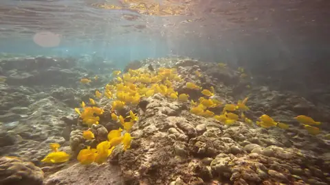 Campervans Oahu photo 2